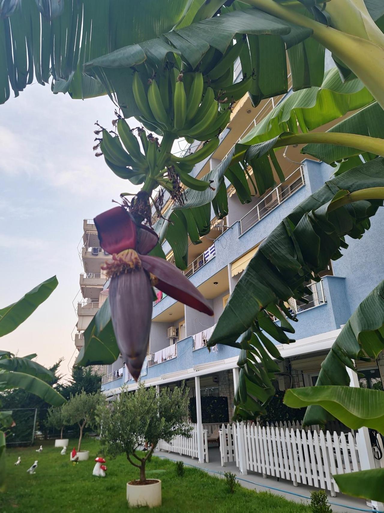 Suncoast Rooms Port Side ساراندا المظهر الخارجي الصورة